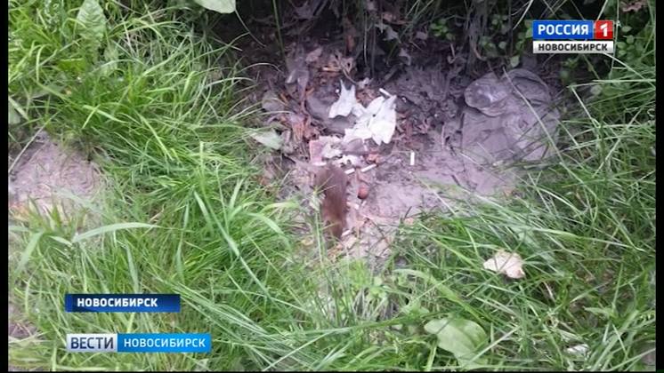Жительница Новосибирска пожаловалась на нападение крыс