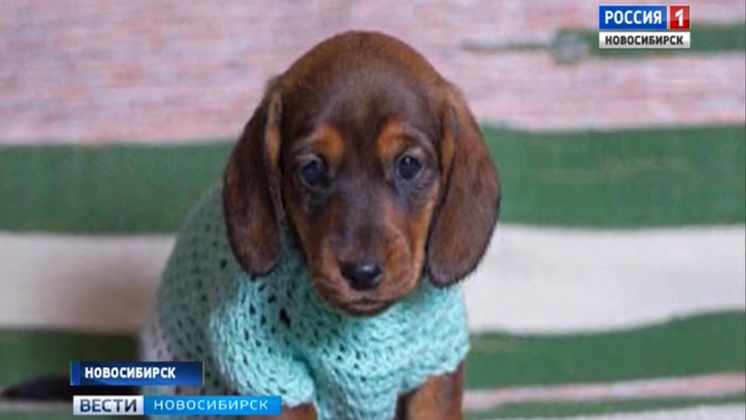 Объявление о пропаже собаки в Академгородке растрогало социальные сети