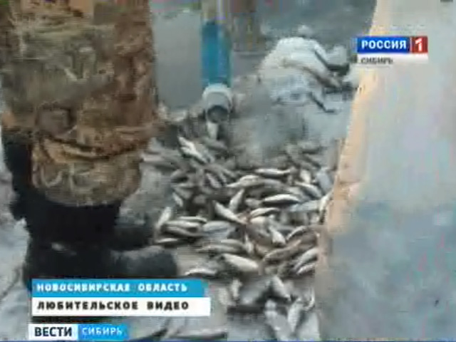 Не удочкой, а лопатой ловят рыбу жители Новосибирской области
