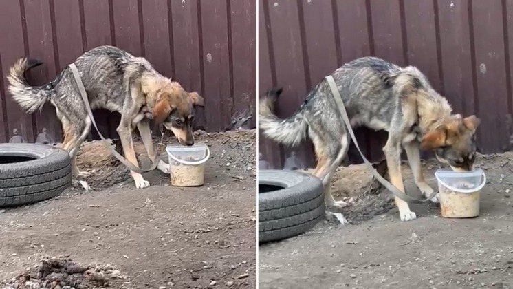 В Новосибирске хозяева собаки довели ее до крайнего истощения