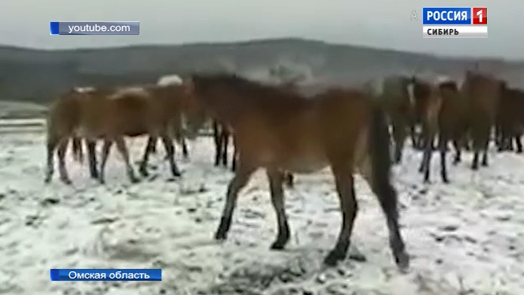 Табун лошадей перешел границу в Омске и мигрировал в Казахстан