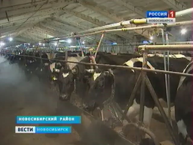 В Новосибирской области стартует вакцинация домашнего скота против инфекционных заболеваний