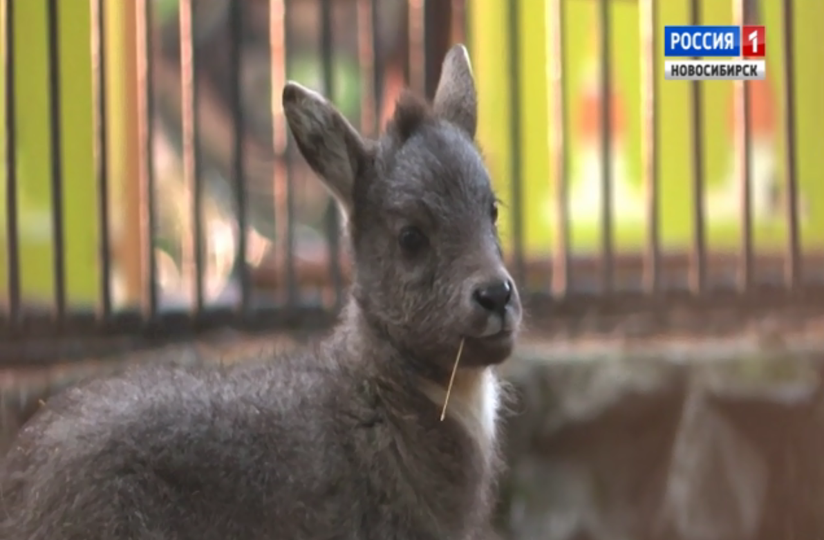 Пара редких китайских козлов принесла потомство в Новосибирском зоопарке