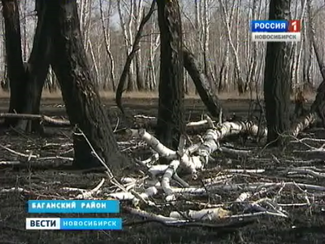 В Новосибирской области введен особый противопожарный режим
