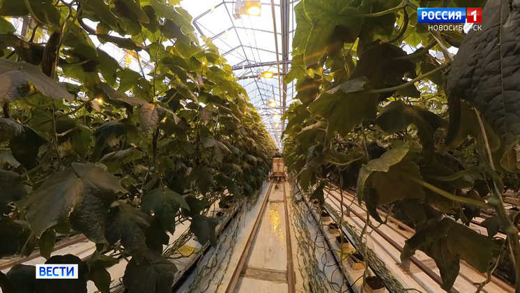 Для новосибирских агрономов ввели новую субсидию на покупку фитоламп в теплицы