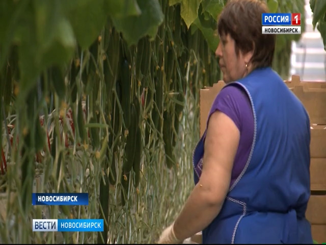 Новосибирские сельхозпроизводители получат федеральную поддержку