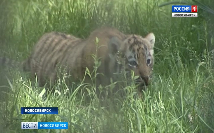 Представители зоопарков мира приехали перенимать опыт в Новосибирск
