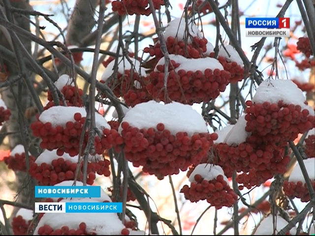 Первый снег в Новосибирске может выпасть уже в воскресенье 