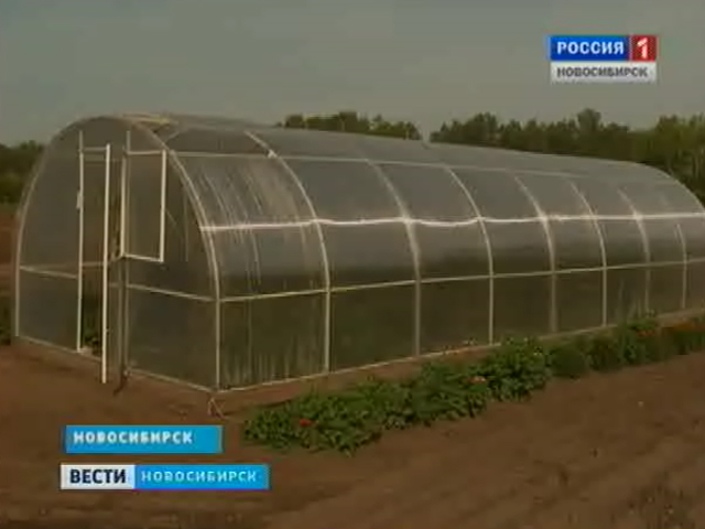 Запрет ввоза овощей из Евросоюза повысил спрос на продукцию российских фермерских хозяйств