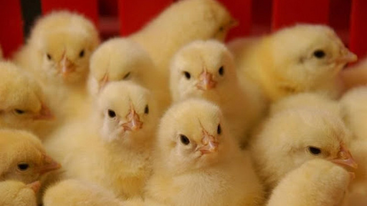 Более 100 тысяч новосибирских цыплят отправили в Монголию