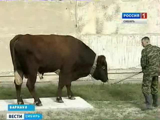 В Алтайском крае быков-производителей фотографируют для особого фотоальбома