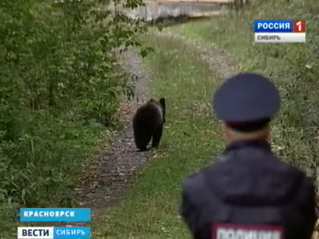 Жители Красноярского края регулярно видят медведей вблизи жилья
