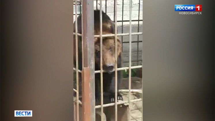 «Вести Новосибирск» проверяют жалобу о жестоком обращении с медведями