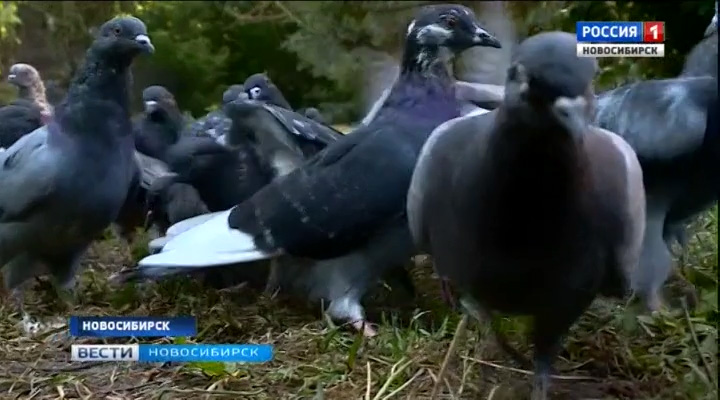 Голуби стали «птицами раздора» в одном из новосибирских дворов