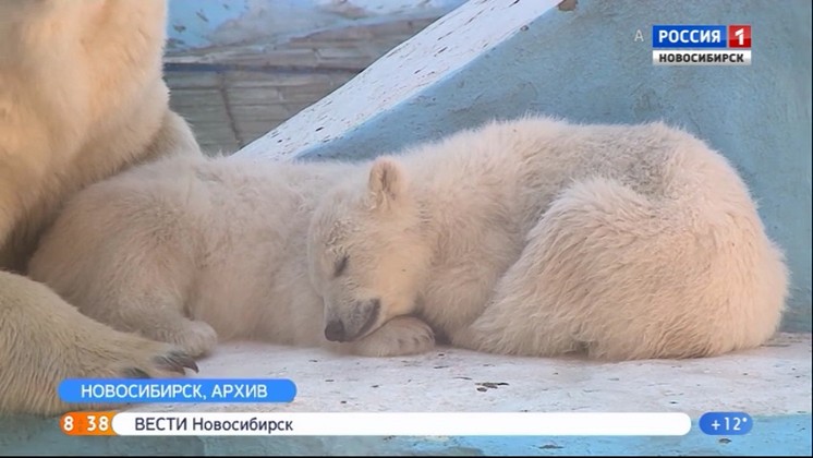 В Новосибирском зоопарке стартовал финальный этап голосования за имена белых медвежат  