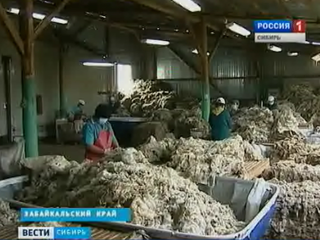 Что мешает забайкальцам заработать на продаже тонкорунной шерсти?