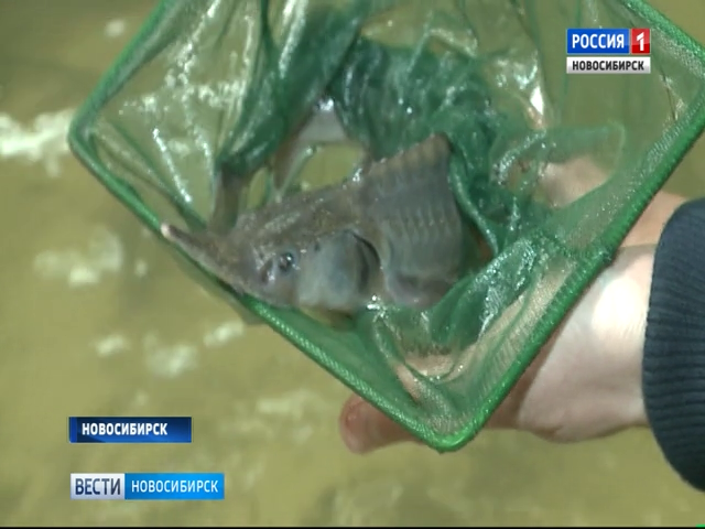 В Новосибирске открыли завод по производству редких пород рыб