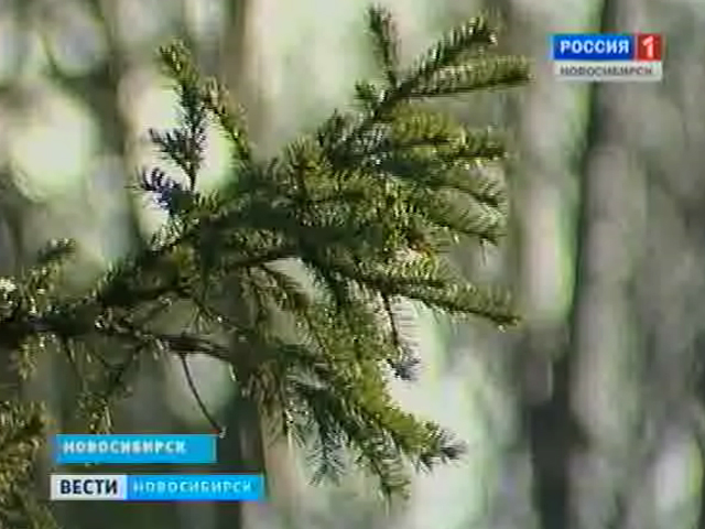 Погода В Новосибирске На Новый Год Погода В Новосибирске На Новый Год