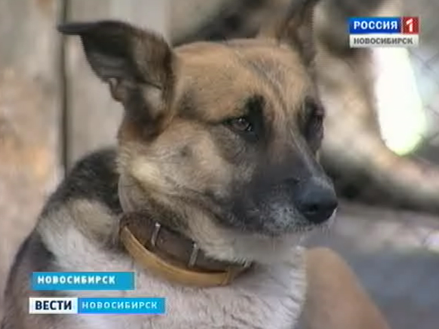 Собачий приют в Академгородке сегодня готовится к новоселью
