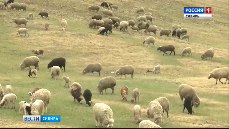 Животноводы Забайкалья готовятся к Сибирско-Дальневосточной выставке овец и коз