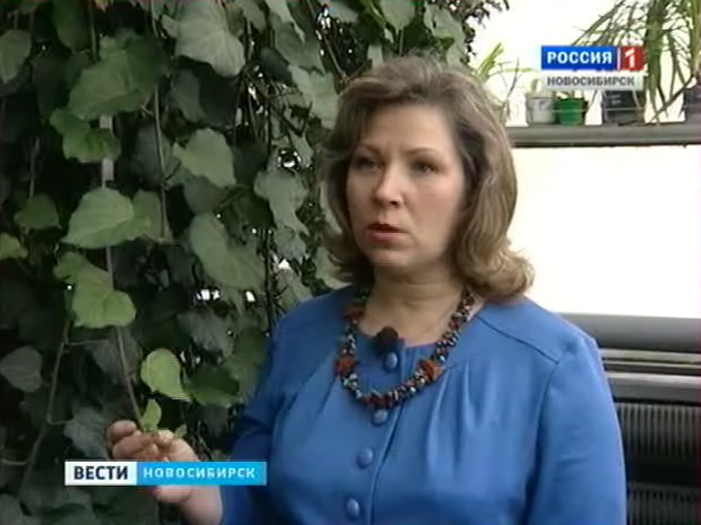 Новосибирские ученые предлагают дешевый способ очистки воздуха в квартирах