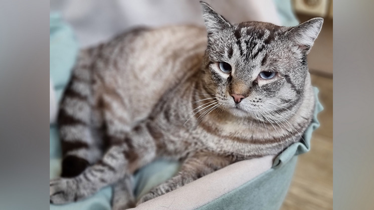 В Новосибирске ищут заботливых хозяев коту после операции