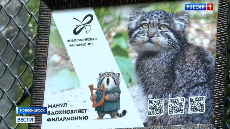 Талисманом Детской филармонии в Новосибирске стал манул по имени Фил