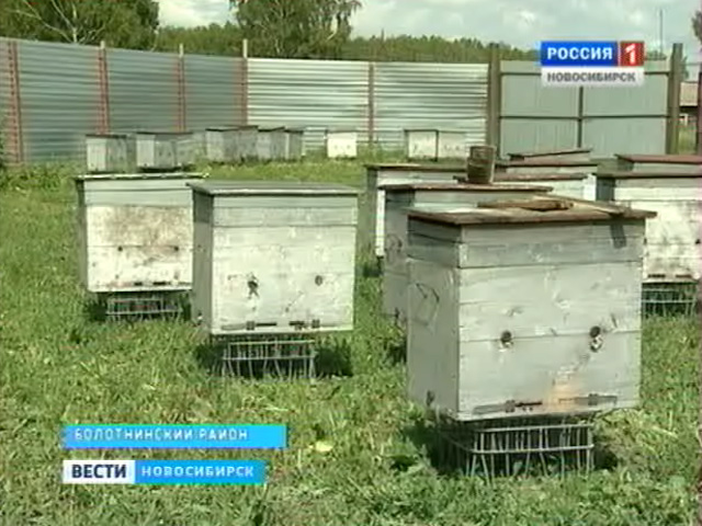 Новосибирские пасечники хотят накормить мёдом полстраны, но не могут договориться с законодателями