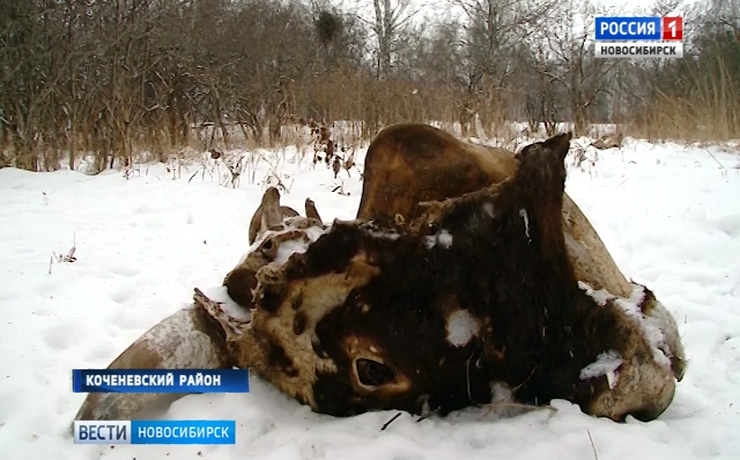 Предприниматель в Коченёвском районе завалил село отходами скотобойни