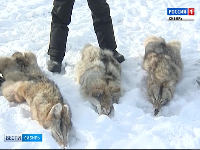 Хищники все чаще нападают на домашних животных в Алтайском крае