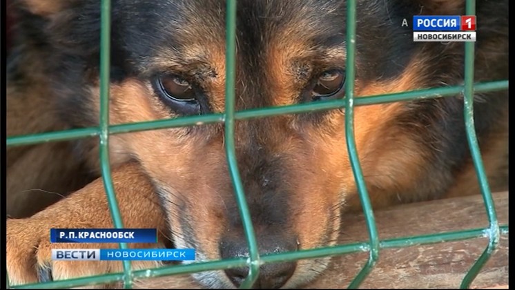 В Краснообске приют для животных оказался на грани закрытия