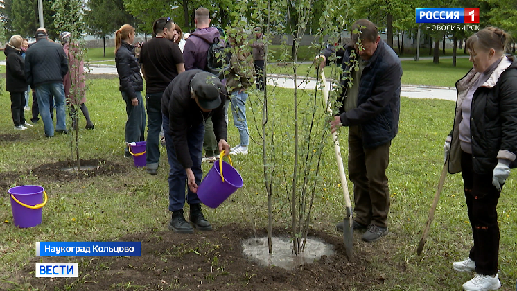 Под Новосибирском высадили аллею тополей к полувековому юбилею центра «Вектор»