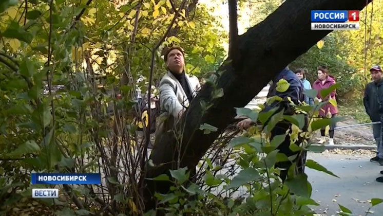 Жильцы дома на Жуковского безрезультатно пытаются избавиться от аварийного дерева