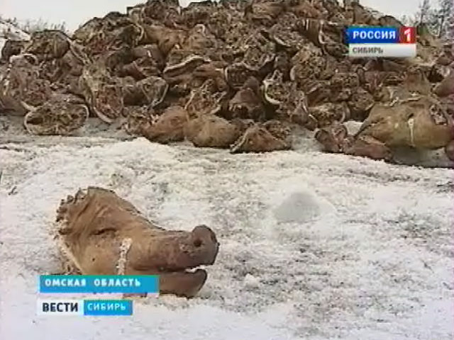 В Омской области появилась незаконная свалка из свиных голов