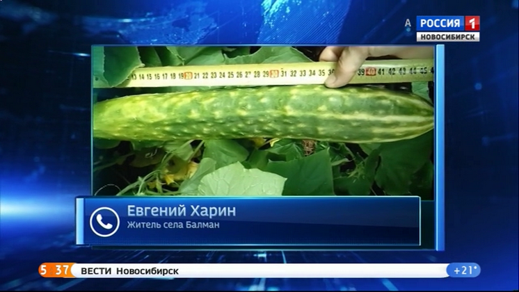 Житель Куйбышевского района вырастил гигантский корнишон