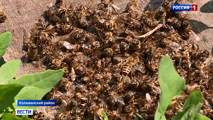 Скандал в Колыванском районе: пчёлы массово гибнут в селе Новосибирской области