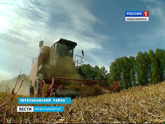 Новосибирские фермеры полностью обеспечат регион зерном