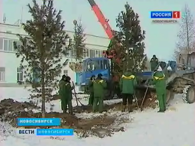 В Новосибирске посадили деревья. Почему это решили сделать в начале зимы?