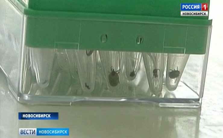 Вторую волну заражения клещевым энцефалитом фиксируют врачи в Новосибирске