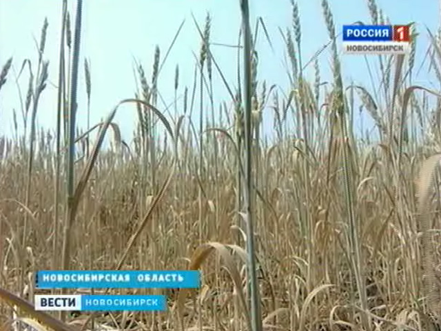 В Сибирском регионе из-за засухи введен режим чрезвычайной ситуации