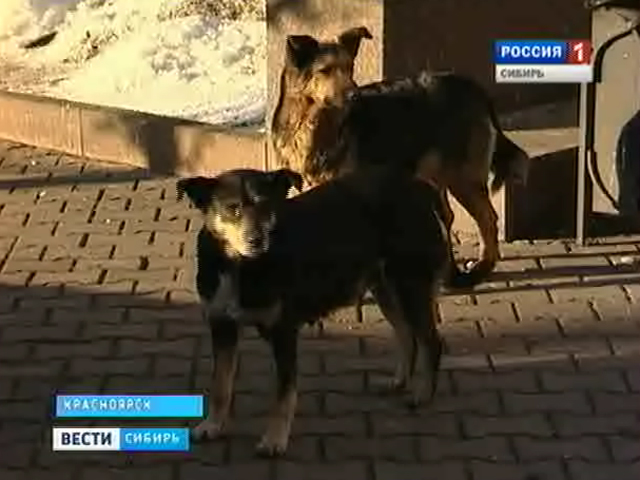 В Красноярске начата проверка по факту издевательства над животными
