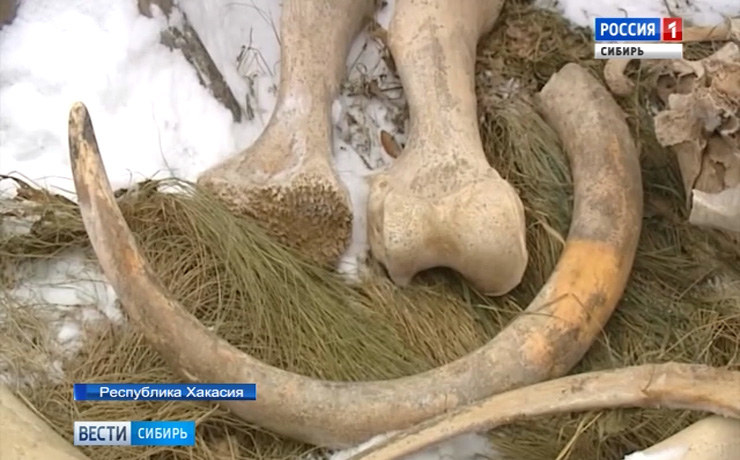 В Республике Хакасия на берегу водохранилища рыбаки обнаружили кости и бивни мамонтов