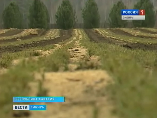 Кедровые орехи выгоднее кедровых досок. В Хакасии создают новые леса