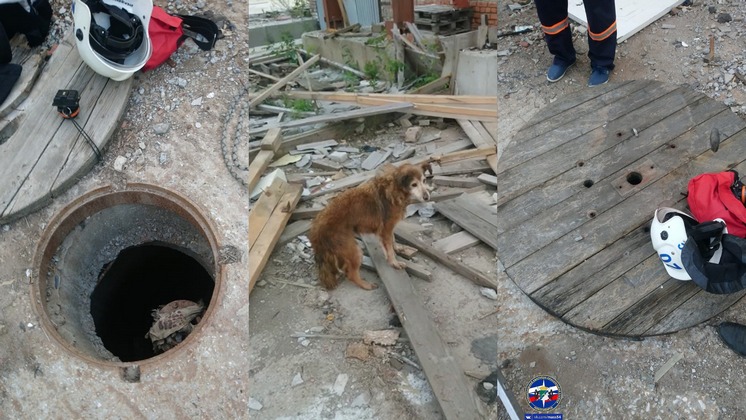 Новосибирские спасатели вытащили провалившуюся в колодец собаку