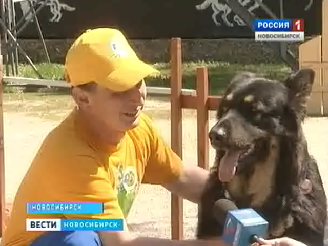 В Новосибирске подвели итоги Чемпионата округа по спортивно-прикладному собаководству