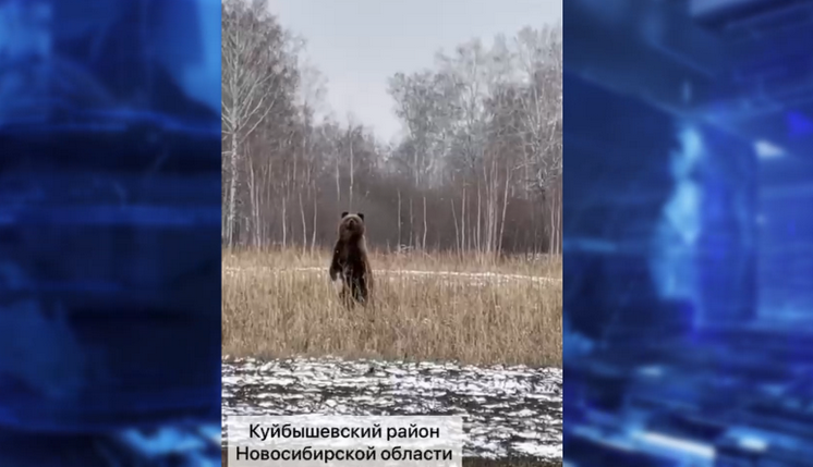 В Новосибирской области бурый медведь вышел из спячки