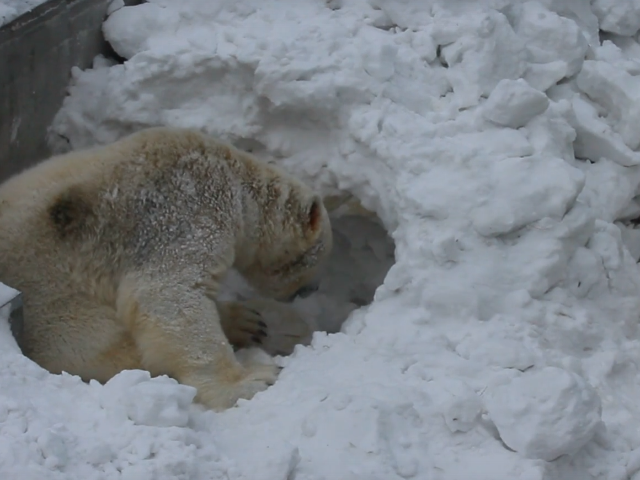 Белые медведи из Новосибирского зоопарка принялись рыть берлоги в сугробах в вольере