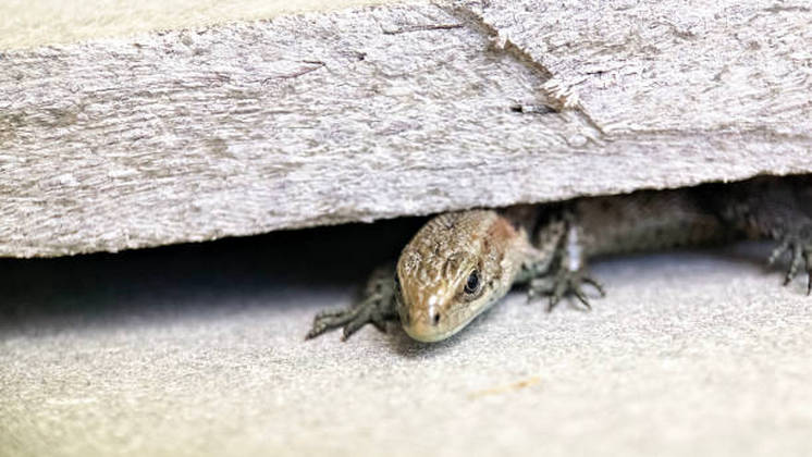 Новосибирский биолог объяснил нашествие ящериц на дачные участки