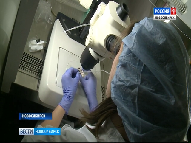 Новосибирские ученые вырастили эмбрионы исчезающих котов