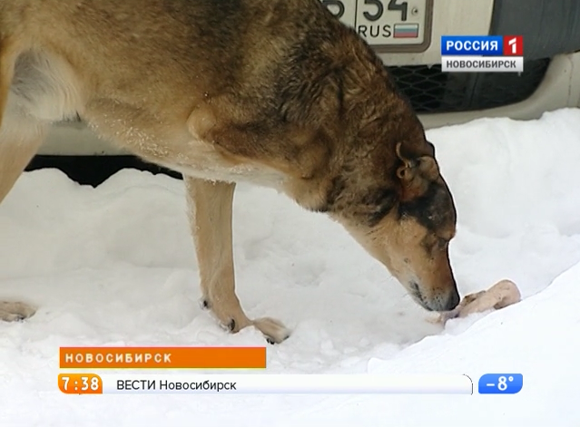 «Вести-Новосибирск» объявляют акцию про животных 